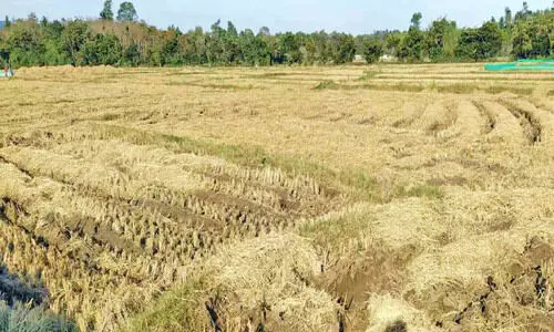 കൊയ്ത്തൊഴിഞ്ഞ് ചേകാടിയിലെ നെൽപാടങ്ങൾ കൊയ്ത്തൊഴിഞ്ഞ് ചേകാടിയിലെ നെൽപാടങ്ങൾ