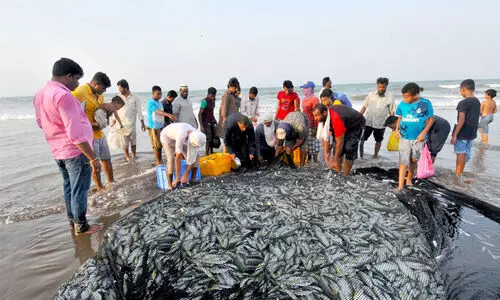 മത്സ്യ ഉൽപാദനത്തിൽ 22.4 ശതമാനത്തിന്‍റെ ഇടിവ്