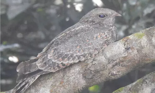 സൈലന്റ്‍വാലിയിൽ 17 ഇനം പക്ഷികൾകൂടി