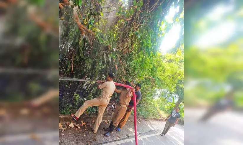 മാഹി ആശുപത്രി റോഡിലെ വീട്ടുപറമ്പിൽ തീപിടിത്തം; തൊ​ട്ട​ടു​ത്ത് പ​ട​ക്ക​ക്ക​ട​യു​ള്ള​ത് പ​രി​ഭ്രാ​ന്തി​പ​ട​ർ​ത്തി