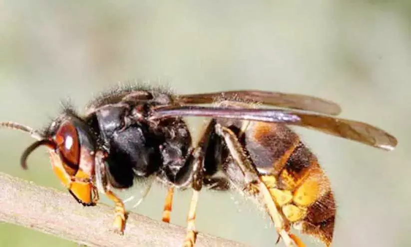 തേനീച്ച ആക്രമണം; കുടുംബത്തിലെ നാലുപേര്‍ക്ക് പരിക്ക്