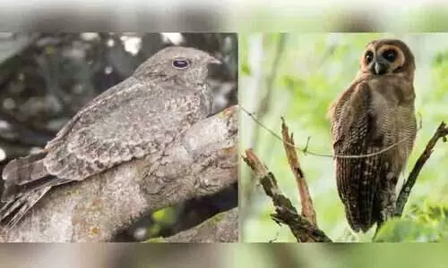 സൈലന്റ്വാലി ദേശീയോദ്യാനത്തിൽ പുതുതായി 17 പക്ഷികൾകൂടി സൈലന്റ്വാലി ദേശീയോദ്യാനത്തിൽ പുതുതായി 17 പക്ഷികൾകൂടി