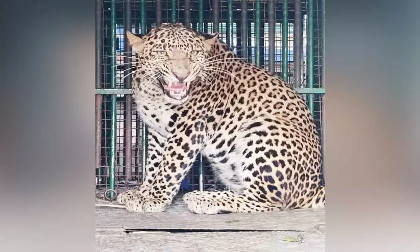 ജനത്തിന്‍റെ ഉറക്കംകെടുത്തിയ രണ്ടുപുലികൾ കൂട്ടിലായി