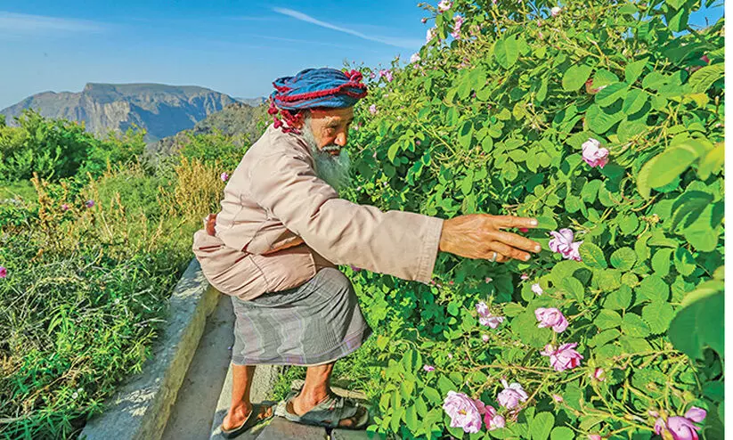 സ​ഞ്ചാ​രി​ക​ളു​ടെ മ​നം ക​വ​ർ​ന്ന്​ ജ​ബ​ൽ അ​ഖ്​​ദ​ർ