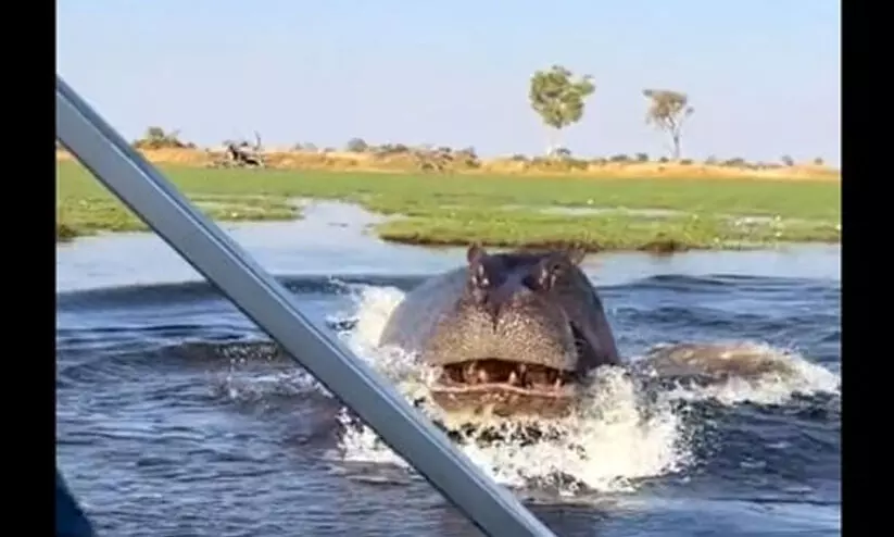 hippo 78986 hippo 78986