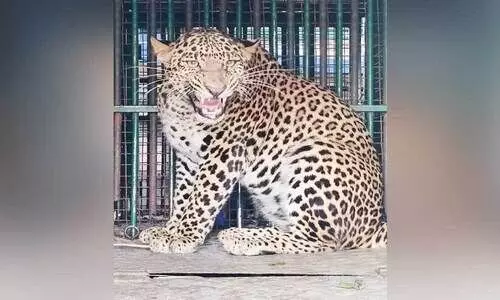 ജനത്തിന്‍റെ ഉറക്കംകെടുത്തിയ രണ്ടുപുലികൾ കൂട്ടിലായി