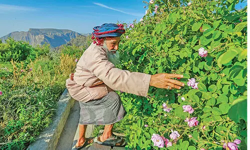സ​ഞ്ചാ​രി​ക​ളു​ടെ മ​നം ക​വ​ർ​ന്ന്​ ജ​ബ​ൽ അ​ഖ്​​ദ​ർ