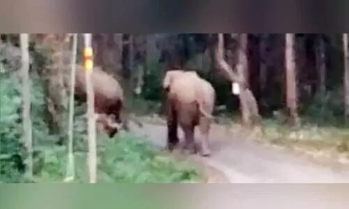 അമ്പതേക്കര് പാതയില് പകലും കാട്ടാനക്കൂട്ടം; ഭീതിയോടെ പ്രദേശവാസികള് അമ്പതേക്കര് പാതയില് പകലും കാട്ടാനക്കൂട്ടം; ഭീതിയോടെ പ്രദേശവാസികള്