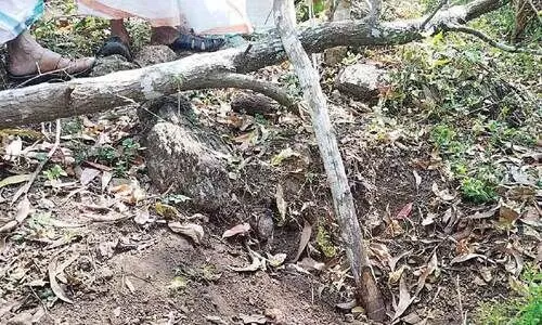 മച്ചാട് റേഞ്ചിൽ ചന്ദനക്കൊള്ള