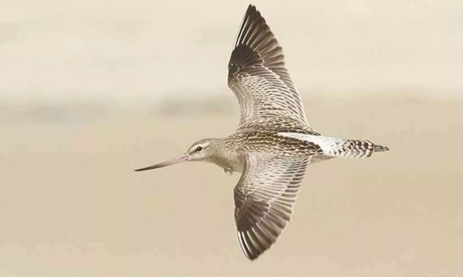 bar tailed godwit