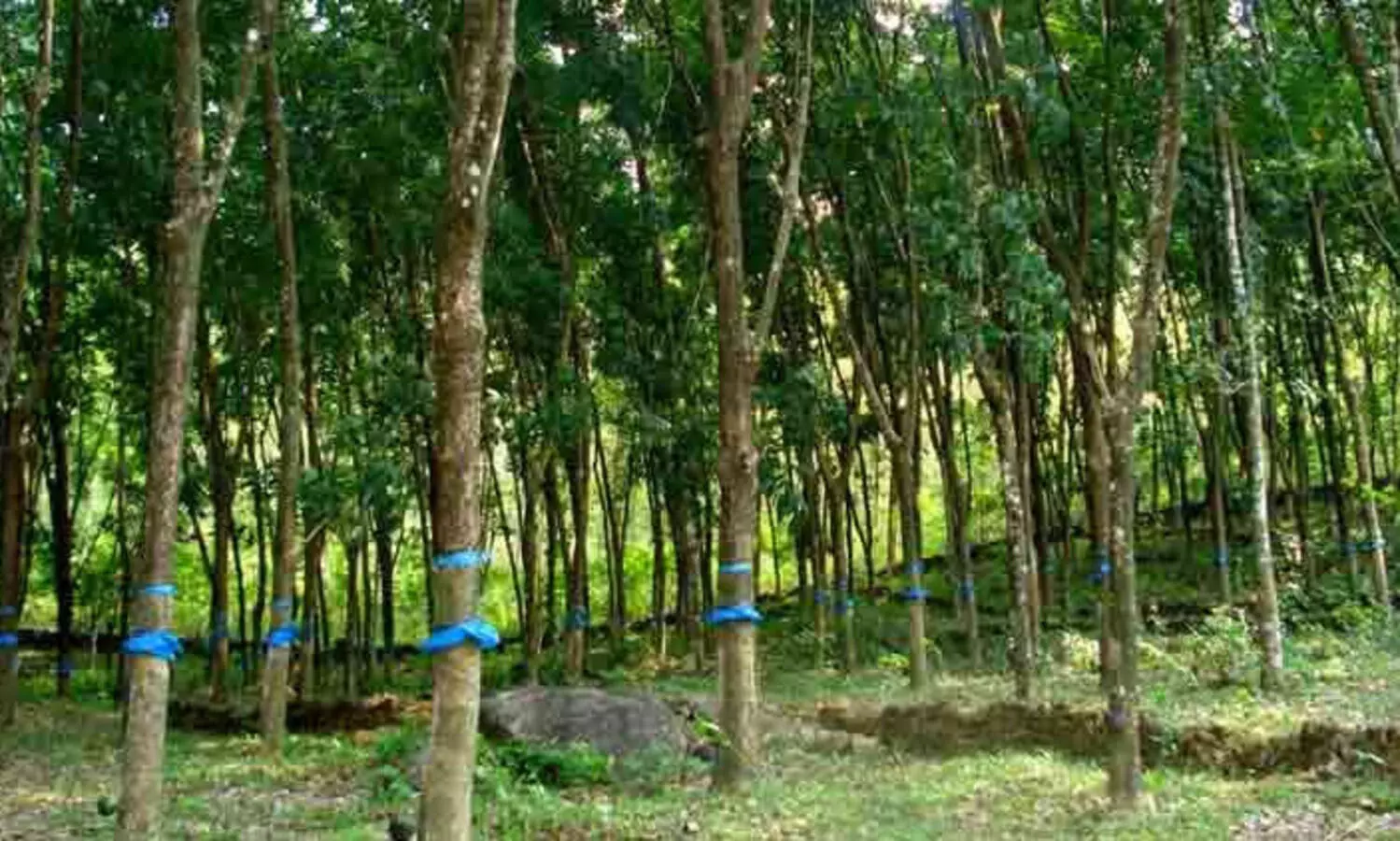 തോട്ടങ്ങള്‍ 2024-ഓടെ ഘട്ടംഘട്ടമായി ഇല്ലാതാക്കി വനങ്ങളിലേക്ക് മാറണമെന്ന് വികസന റിപ്പോര്‍ട്ട്