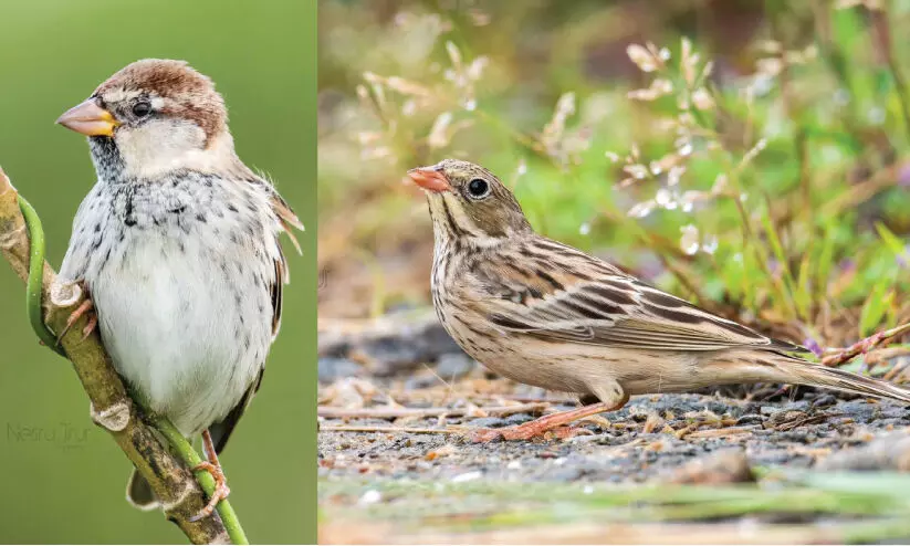 മലപ്പുറം ജില്ലയിലെ വിരുന്നുകാരായി ഓർത്തോലാൻ ബണ്ടിങ്, സ്പാനിഷ് സ്പാരോ മലപ്പുറം ജില്ലയിലെ വിരുന്നുകാരായി ഓർത്തോലാൻ ബണ്ടിങ്, സ്പാനിഷ് സ്പാരോ