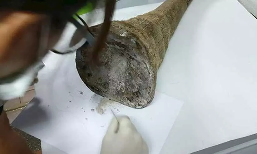 wildlife forensic laboratory