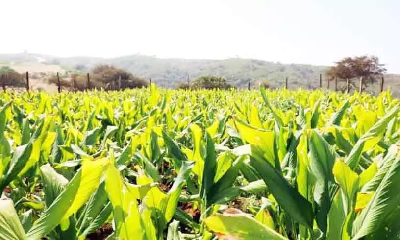 ദോ​ഫാ​റി​ൽ മ​ഞ്ഞ​ൾ കൃ​ഷി വ്യാ​പി​പ്പി​ക്കാ​ൻ അ​ധി​കൃ​ത​ർ