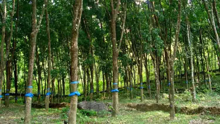 തോട്ടങ്ങള് 2024-ഓടെ ഘട്ടംഘട്ടമായി ഇല്ലാതാക്കി വനങ്ങളിലേക്ക് മാറണമെന്ന് വികസന റിപ്പോര്ട്ട് തോട്ടങ്ങള് 2024-ഓടെ ഘട്ടംഘട്ടമായി ഇല്ലാതാക്കി വനങ്ങളിലേക്ക് മാറണമെന്ന് വികസന റിപ്പോര്ട്ട്