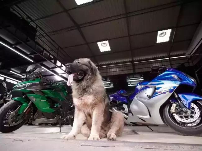 20 കോടിയുടെ വളർത്തുനായെ സ്വന്തമാക്കി ബംഗളൂരു സ്വദേശി 20 കോടിയുടെ വളർത്തുനായെ സ്വന്തമാക്കി ബംഗളൂരു സ്വദേശി