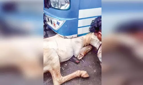 ഘോഷയാത്രക്ക് കൊണ്ടുവന്ന കുതിര ബസിനടിയിൽപെട്ടു