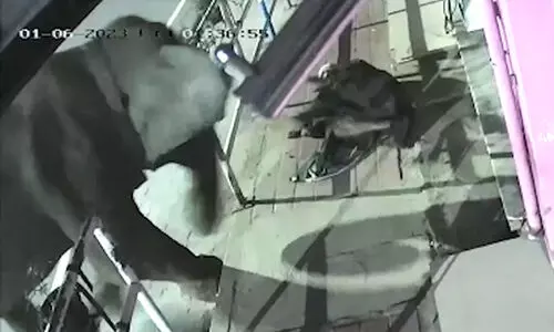 ബത്തേരി നഗരത്തിൽ കാട്ടാനയിറങ്ങി; വഴിയാത്രക്കാരനെ തുമ്പിക്കൈ കൊണ്ട് തട്ടി നിലത്തിട്ടു -വിഡിയോ