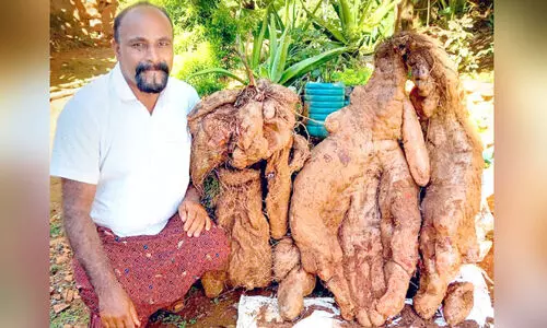 അധ്വാനിക്കാൻ മനസ്സ് മതി വിള തരും ആവോളം