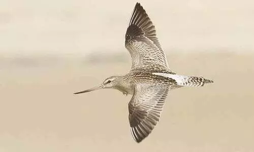 bar tailed godwit