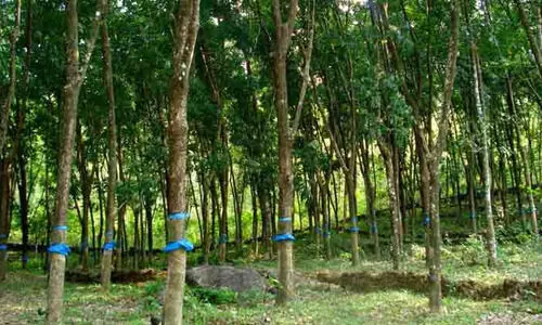 തോട്ടങ്ങള്‍ 2024-ഓടെ ഘട്ടംഘട്ടമായി ഇല്ലാതാക്കി വനങ്ങളിലേക്ക് മാറണമെന്ന് വികസന റിപ്പോര്‍ട്ട്