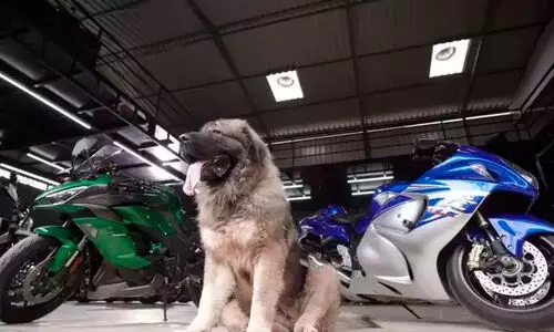 20 കോടിയുടെ വളർത്തുനായെ സ്വന്തമാക്കി ബംഗളൂരു സ്വദേശി