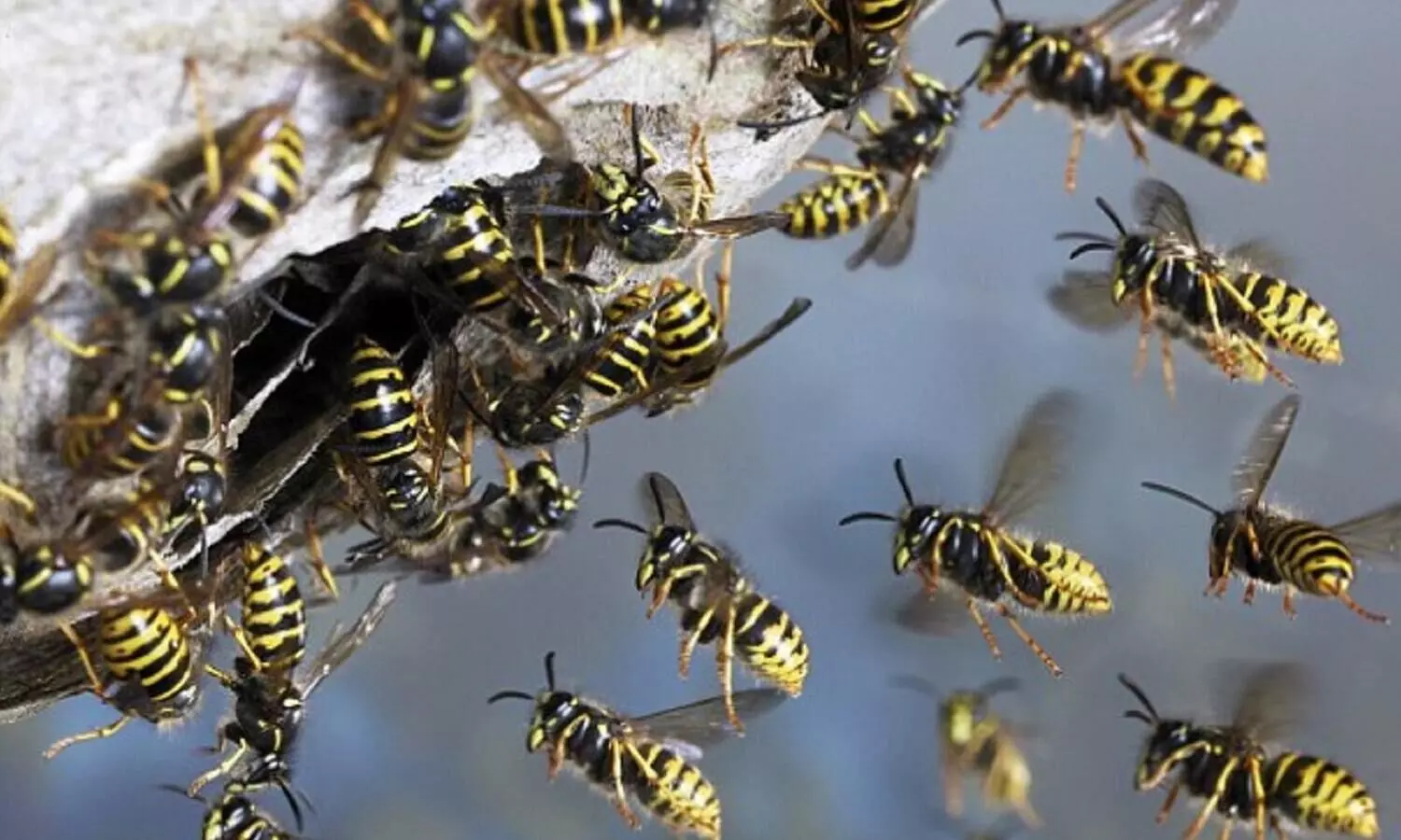 കടന്നൽക്കുത്തേറ്റ് പോത്ത് ചത്തു; ഡോക്ടറുടെ സേവനം ലഭ്യമാക്കിയെങ്കിലും രക്ഷിക്കാനായില്ല
