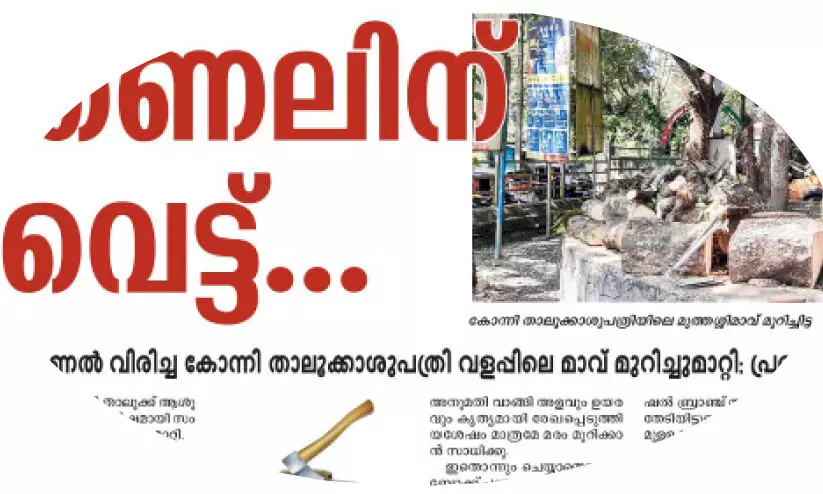 കോന്നിയിലെ മരംമുറി: വനംവകുപ്പ് വിശദീകരണം തേടി കോന്നിയിലെ മരംമുറി: വനംവകുപ്പ് വിശദീകരണം തേടി