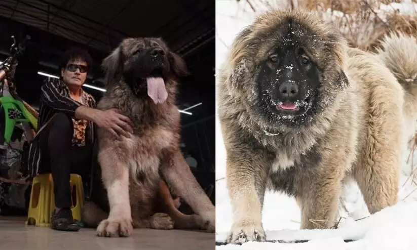 കണ്ടാൽ സിംഹത്തെപ്പോലെ, ഭാരം 100 കിലോയിലധികം; 20 കോടി രൂപക്ക് അപൂർവ്വ ഇനം നായയെ സ്വന്തമാക്കി ബെംഗളുരു സ്വദേശി