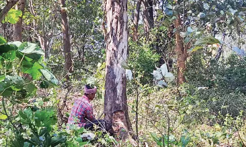 ‘പി.ടി ഏഴി’നെ കോർമ്മയിൽ കണ്ടെത്തി; കൂടൊരുങ്ങിയാൽ പിടികൂടൽ ദൗത്യം തുടങ്ങും
