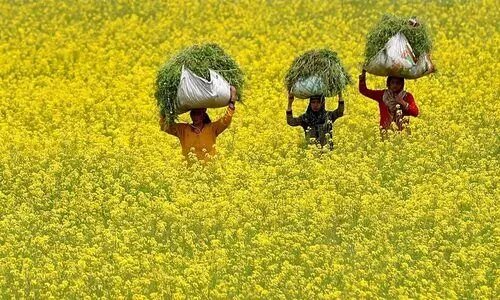 ജനിതകമാറ്റം വരുത്തിയ കടുകിന് അംഗീകാരം: നിയമപരമായ നിയന്ത്രണങ്ങൾ ലംഘിച്ചെന്ന വാദം സർക്കാർ തള്ളി