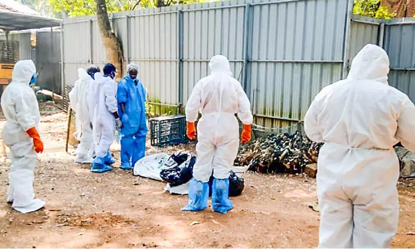 ചെമ്പിൽ പക്ഷിപ്പനി: 1317 പക്ഷികളെ ​​കൊന്നു