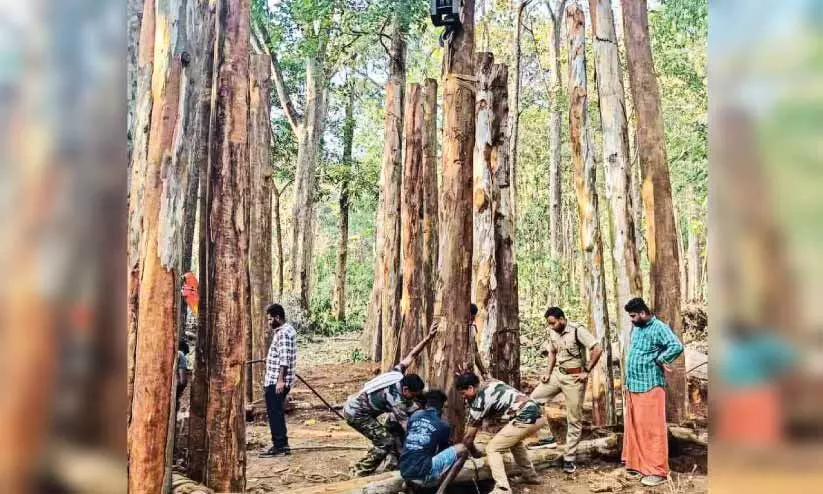 പി.ടി സെവനെ മെരുക്കാൻ കൂട് നിർമിക്കുന്നു പി.ടി സെവനെ മെരുക്കാൻ കൂട് നിർമിക്കുന്നു