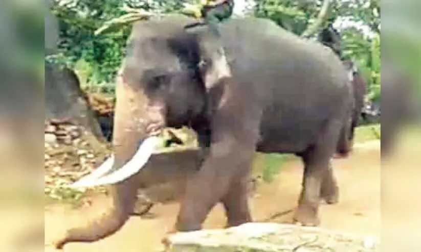 പി.ടി ഏഴ് മെരുങ്ങിയാൽ വിക്രമിന് കൂട്ട് പി.ടി ഏഴ് മെരുങ്ങിയാൽ വിക്രമിന് കൂട്ട്