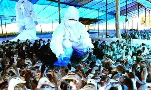 പക്ഷിപ്പനി: 172 വളർത്തുപക്ഷികളെ കൊന്നൊടുക്കി