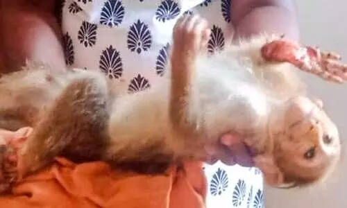 കനല്ക്കൂനയില് വീണ് പൊള്ളലേറ്റ കുട്ടിക്കുരങ്ങിന്റെ നില ഗുരുതരം കനല്ക്കൂനയില് വീണ് പൊള്ളലേറ്റ കുട്ടിക്കുരങ്ങിന്റെ നില ഗുരുതരം