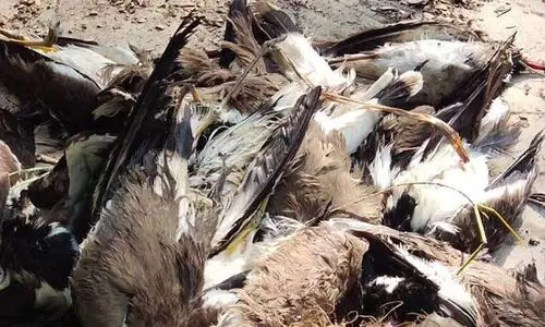 പക്ഷിപ്പനി: ആരോഗ്യവകുപ്പിന്‍റെ ജാഗ്രതാനിർദേശം