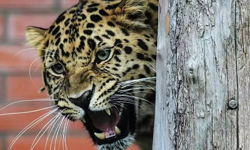 വീടിനകത്ത് പുലി; ദമ്പതികൾ രക്ഷപ്പെട്ടത് തലനാരിഴക്ക് വീടിനകത്ത് പുലി; ദമ്പതികൾ രക്ഷപ്പെട്ടത് തലനാരിഴക്ക്