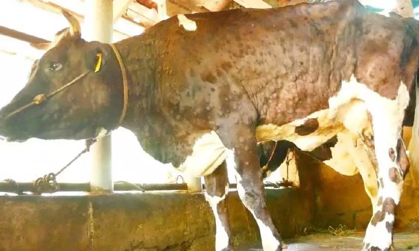 കന്നുകാലികളിൽ ചർമമുഴ രോഗം പടരുന്നു