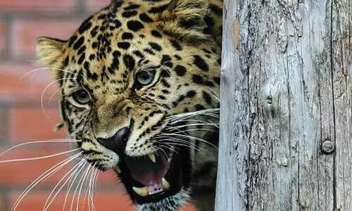 വീടിനകത്ത് പുലി; ദമ്പതികൾ രക്ഷപ്പെട്ടത് തലനാരിഴക്ക്