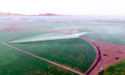 പച്ച വിരിച്ച് മലീഹയിലെ ഗോതമ്പ് പാടങ്ങൾ