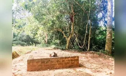 പച്ചത്തുരുത്തായി ചുനക്കര കല്ലിശ്ശേരിക്കാവ് പച്ചത്തുരുത്തായി ചുനക്കര കല്ലിശ്ശേരിക്കാവ്