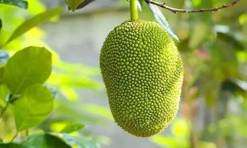jackfruit