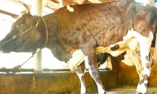 കന്നുകാലികളിൽ ചർമമുഴ രോഗം പടരുന്നു