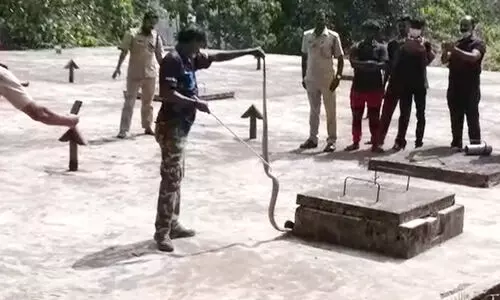 ശബരിമല പാണ്ടിത്താവളവത്ത് മൂർഖൻ പാമ്പിനെ പിടികൂടി