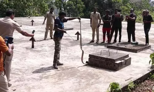 ശബരിമല തീർത്ഥാടകർ വിശ്രമിക്കുന്ന സ്ഥലത്തുനിന്ന് മൂർഖനെ പിടികൂടി