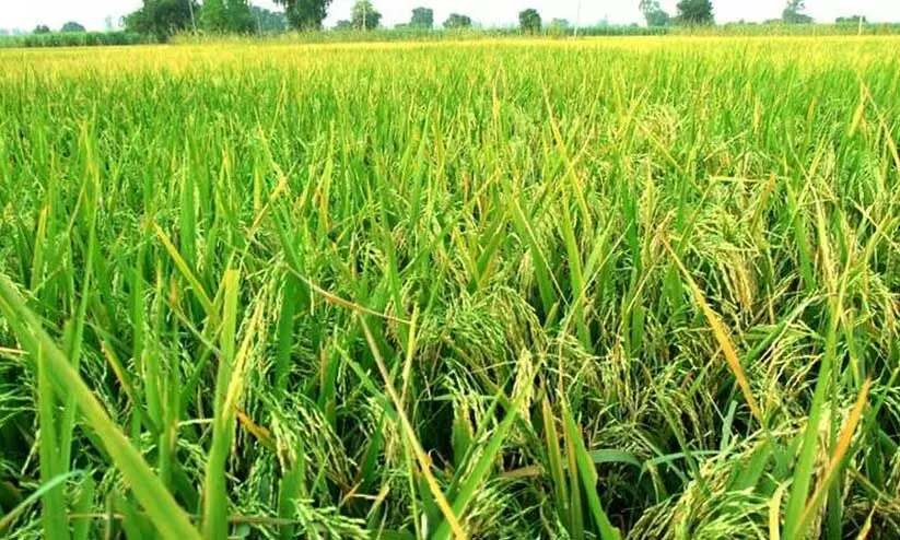 agricultural crop processing