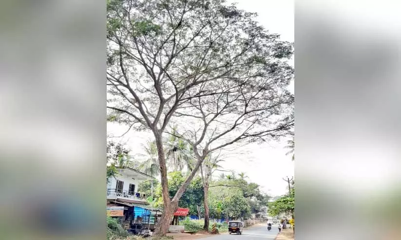 ഭീഷണിയായ മരങ്ങൾ മുറിച്ചുമാറ്റിയില്ല; അപകടങ്ങൾ പതിവ് ഭീഷണിയായ മരങ്ങൾ മുറിച്ചുമാറ്റിയില്ല; അപകടങ്ങൾ പതിവ്