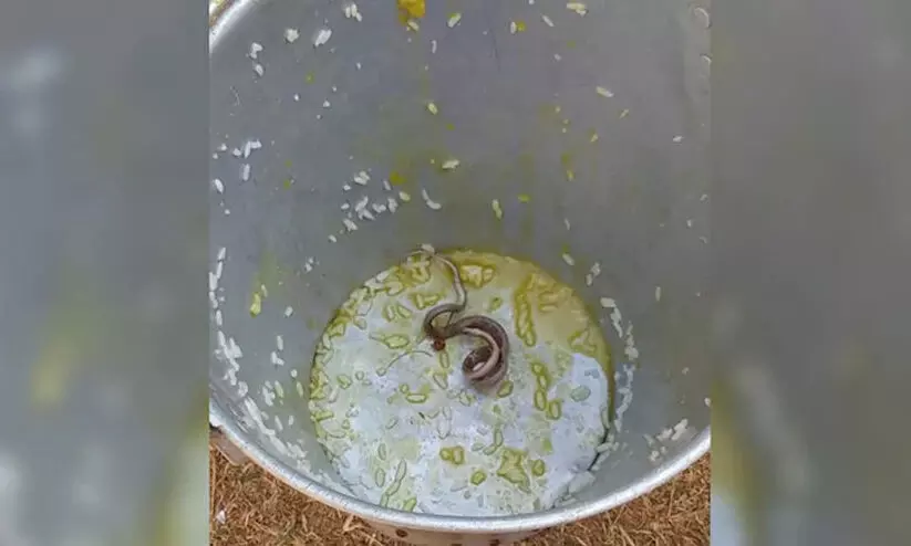 snake found in mid-day meal in Bengal
