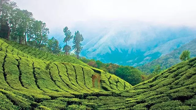 കാര്ഡമം ഹില് റിസർവിൽ: കേന്ദ്രാനുമതി ലഭിച്ച ഭൂമിയിലെ കൈവശങ്ങള്ക്ക് പട്ടയം അനുവദിക്കാൻ തീരുമാനം കാര്ഡമം ഹില് റിസർവിൽ: കേന്ദ്രാനുമതി ലഭിച്ച ഭൂമിയിലെ കൈവശങ്ങള്ക്ക് പട്ടയം അനുവദിക്കാൻ തീരുമാനം